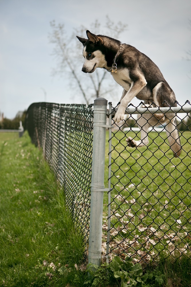 How To Secure Fence Dogs At Audrey Chapman Blog