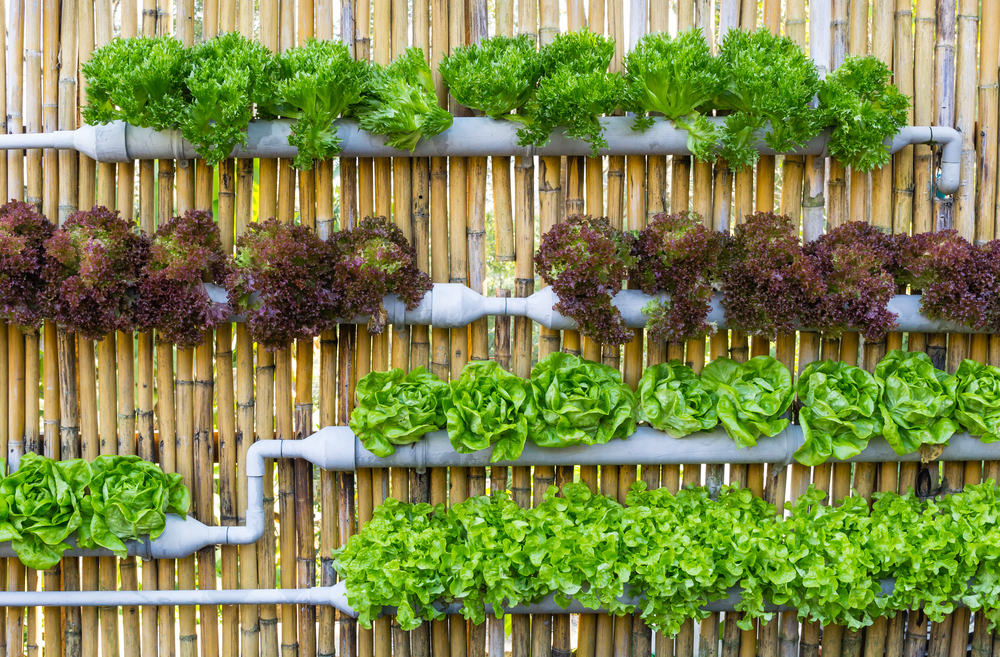 3 Tips for Starting a Hydroponics Garden - Grow Your Own ...