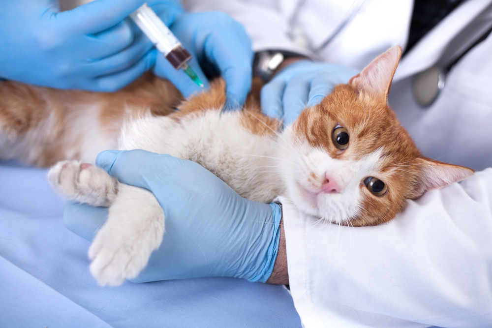 5 Pet Vaccinations to Never Skip - Animal Health Care Center North Ltd