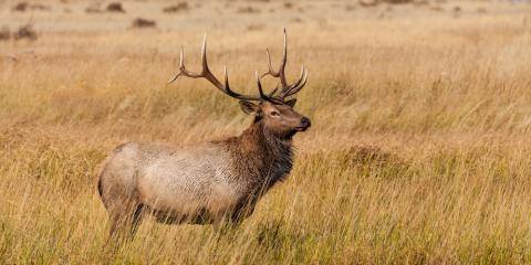 3 Reasons To Rent A Cabin Go Hunting In Pagosa Springs