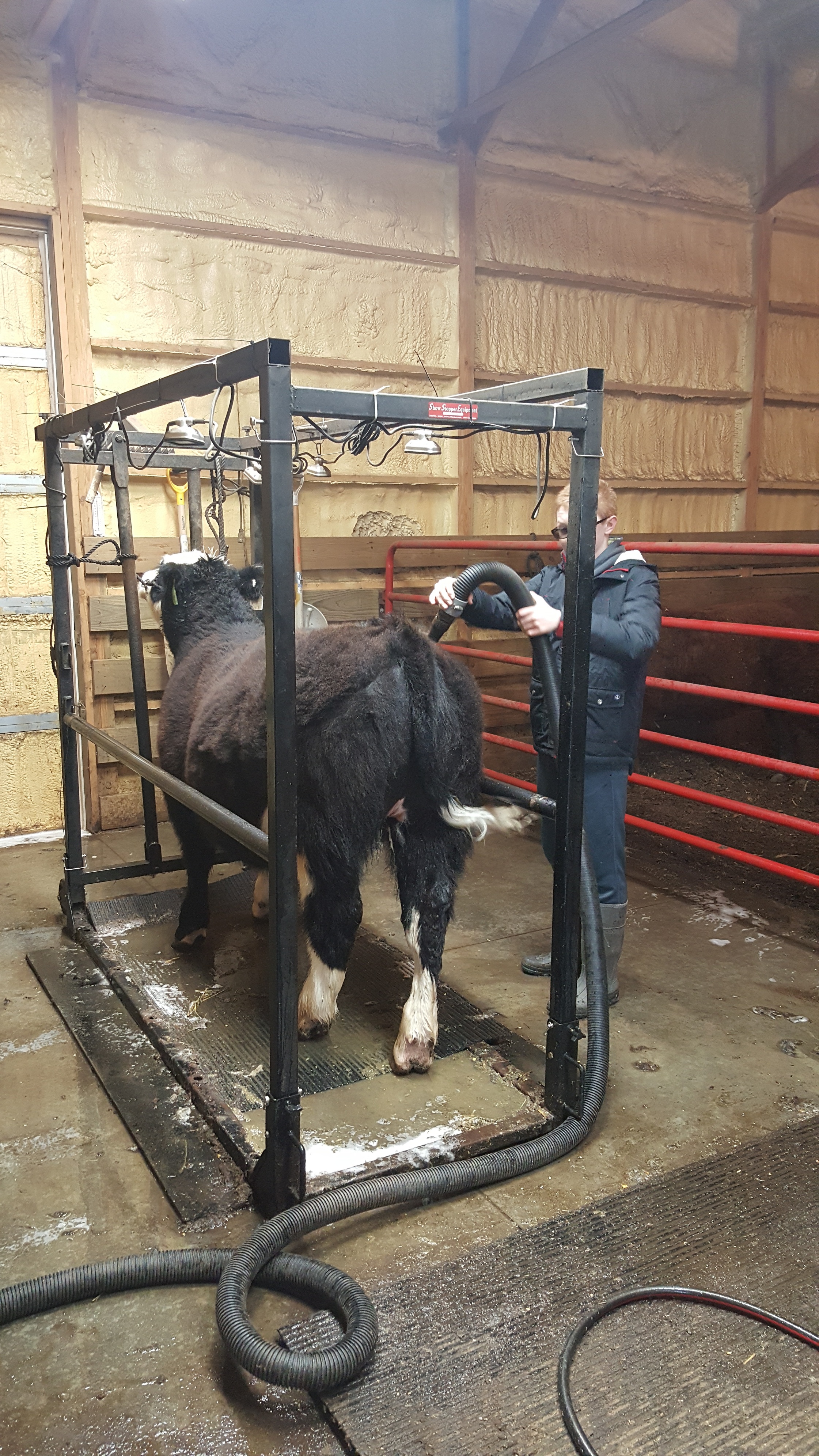 3 Reasons to Use a Grooming Chute When Showing Livestock ...