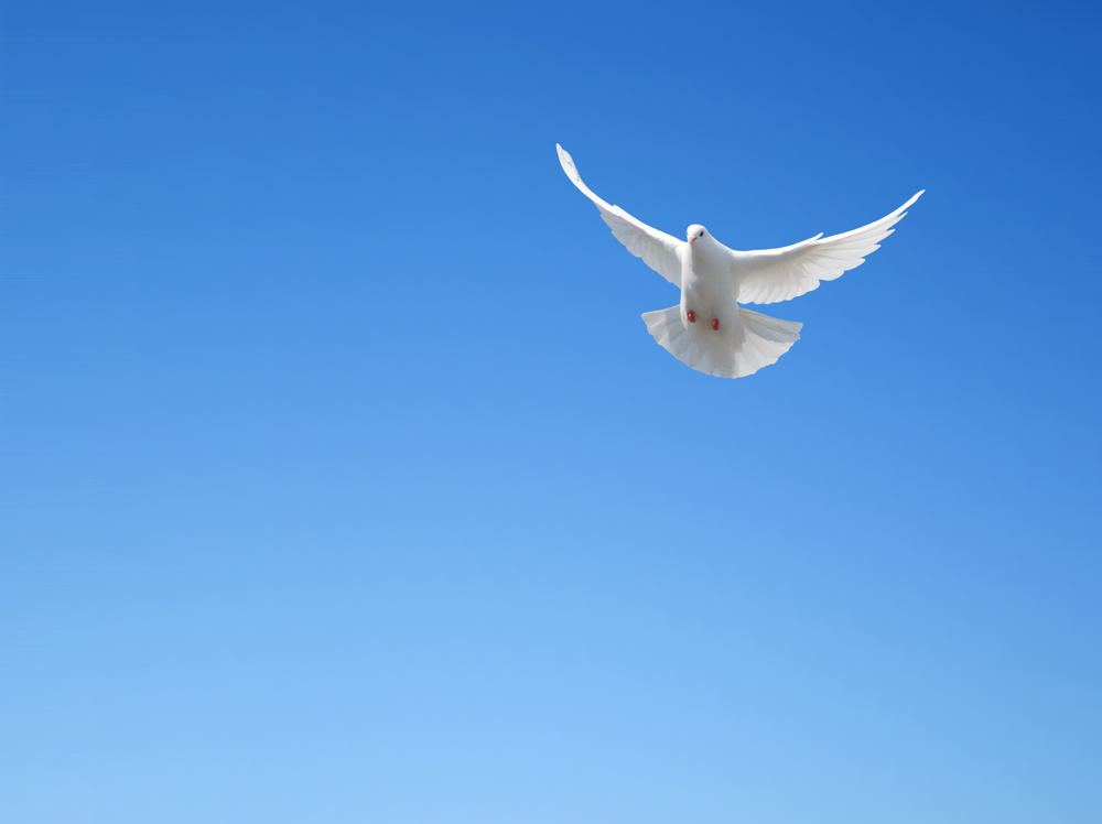 Why You Should Consider White Doves For A Memorial Tribute A Sign Of