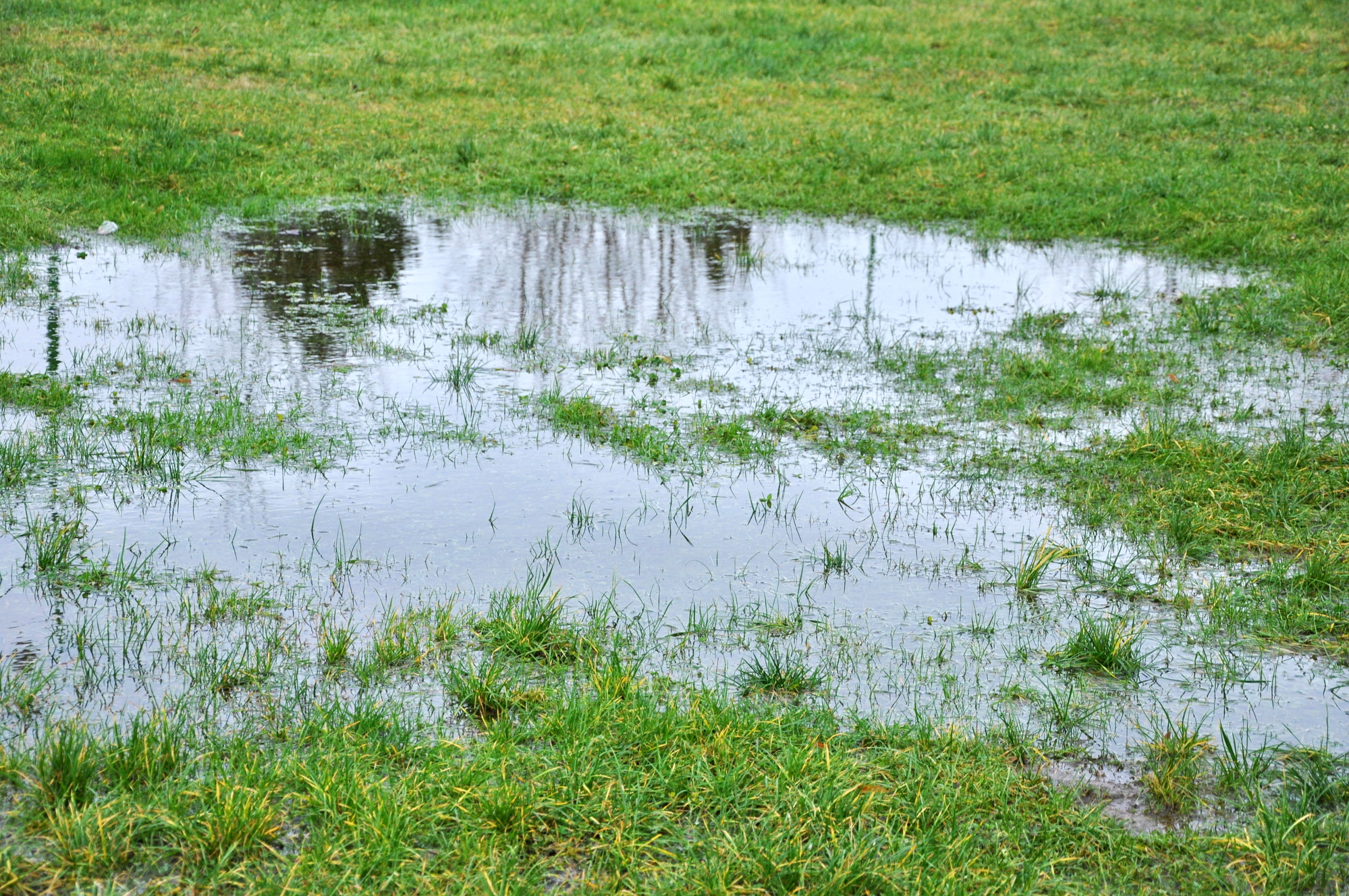 Дождь болотного. Лужа в траве. Лужа болото. Лужа воды. Лужи после дождя.