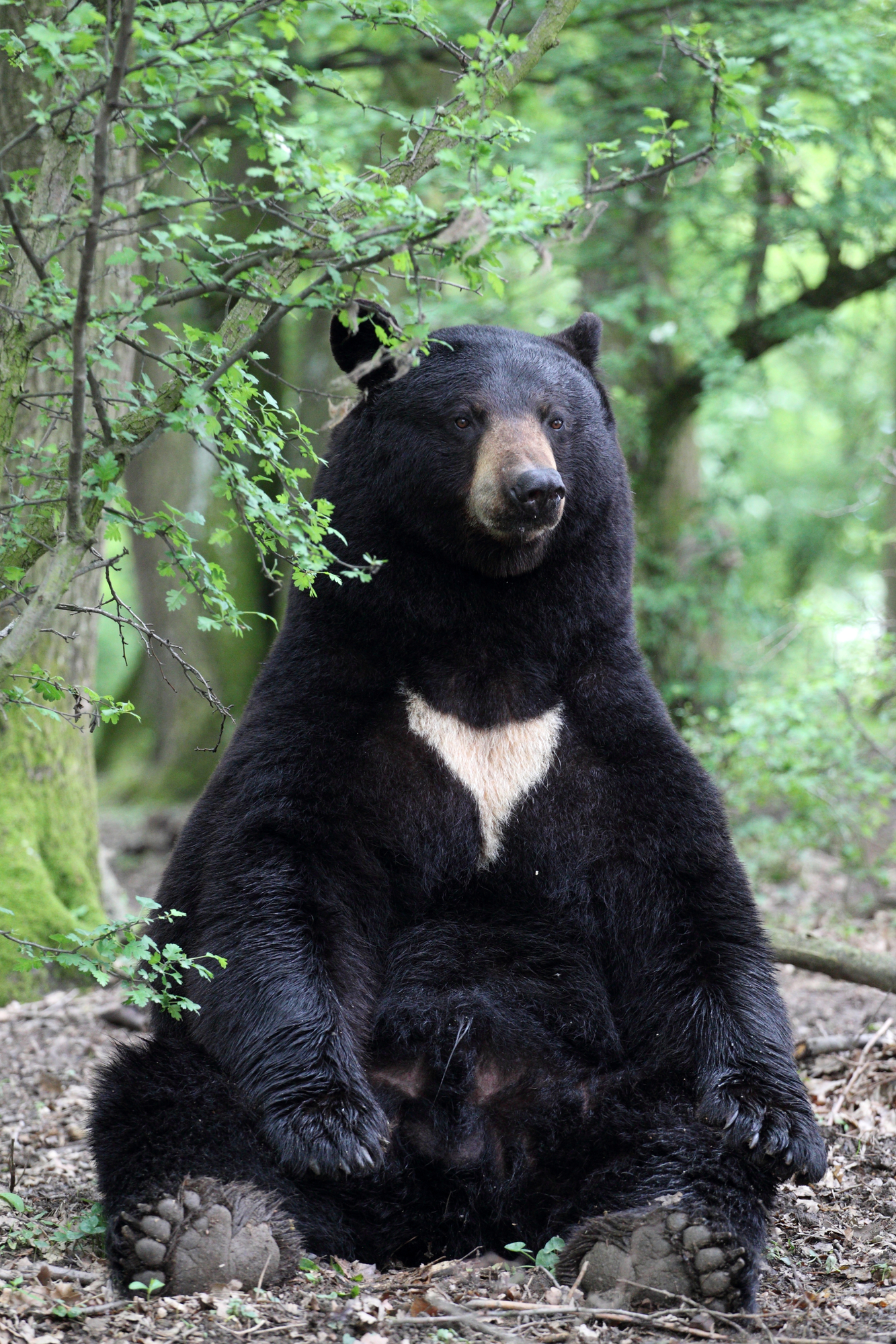 A Guide to Black Bears In West Virginia Jerico Bed & Breakfast And