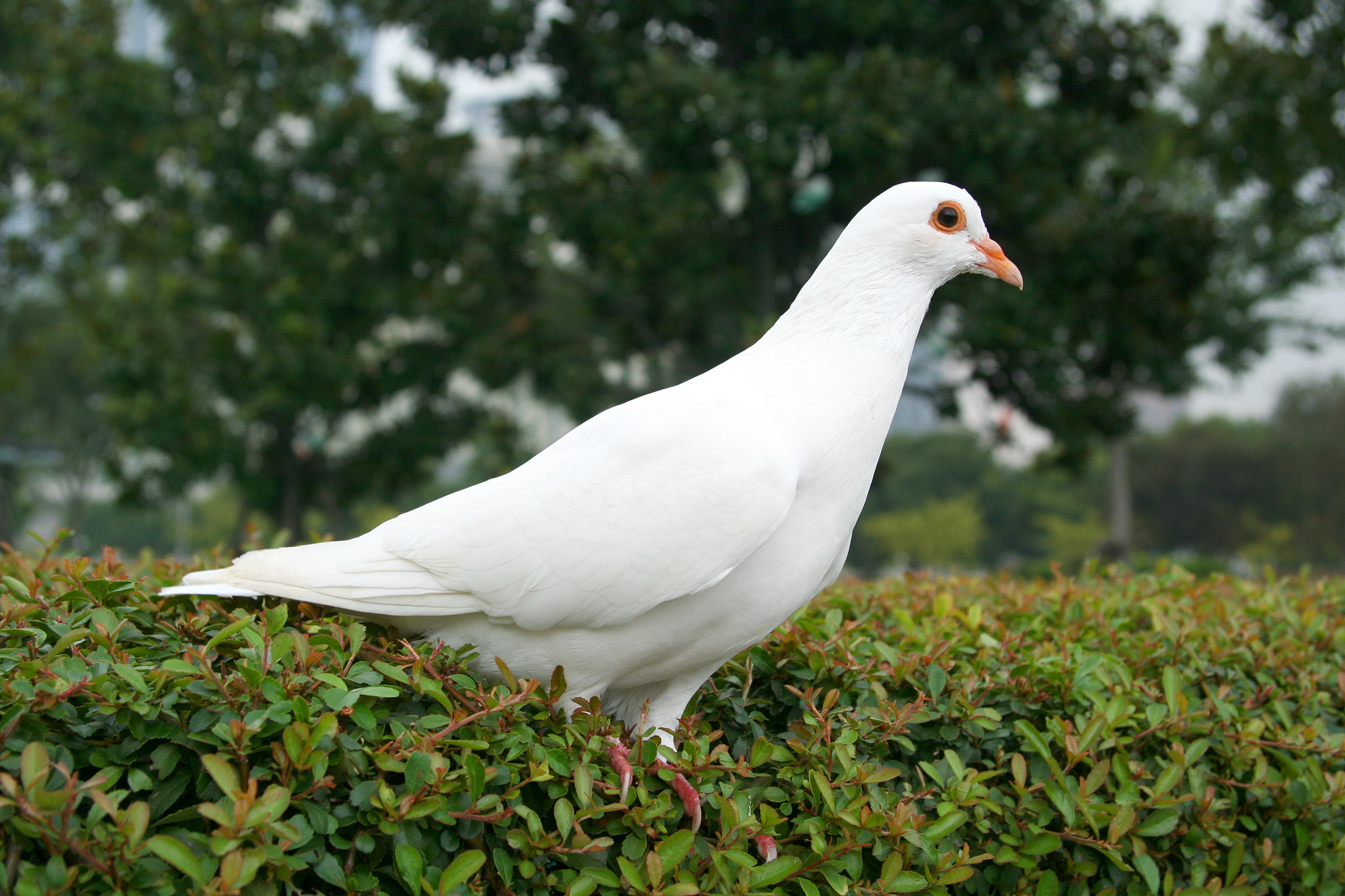 White Dove Bird Facts