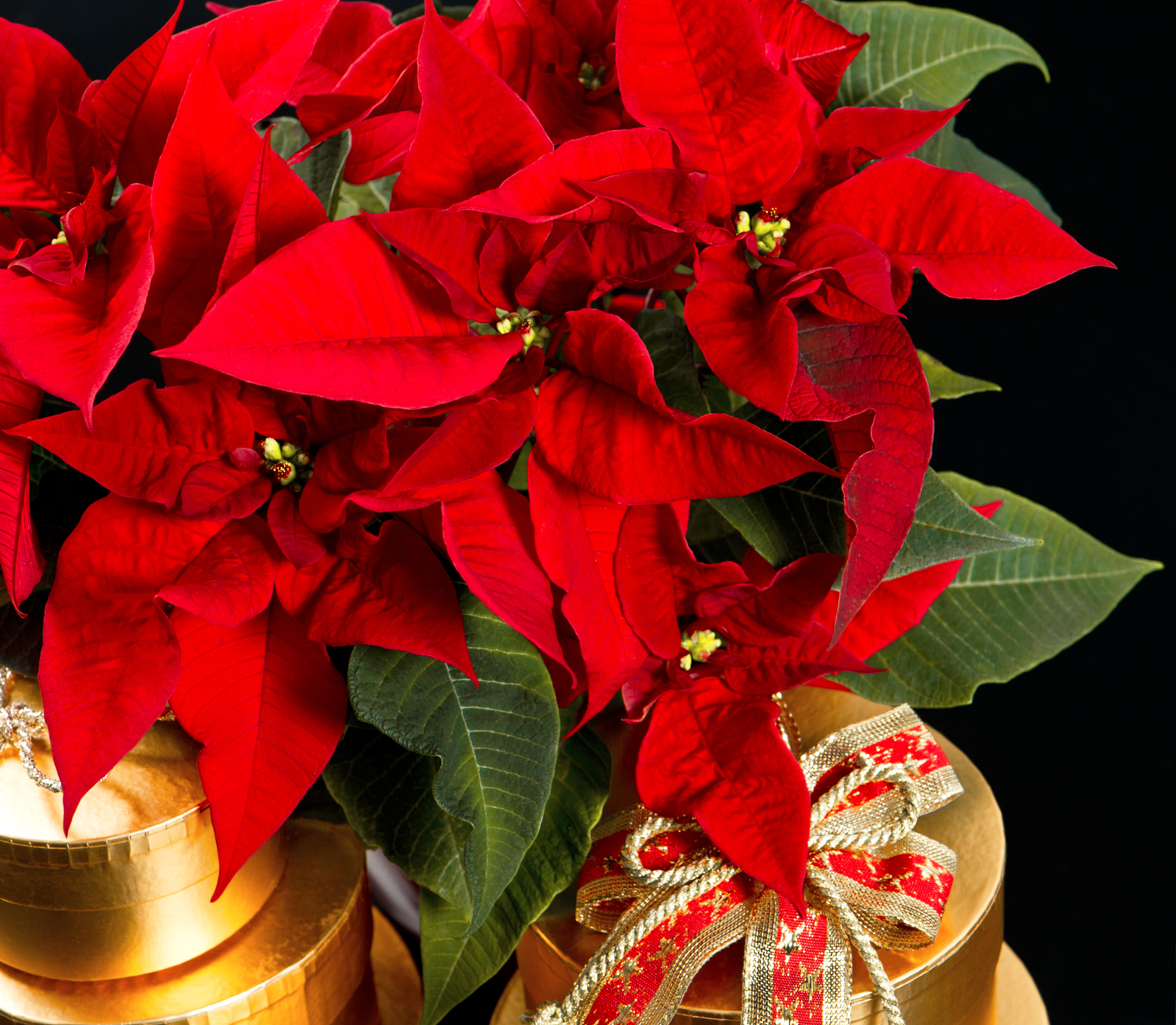 Why Flowers Are a Thoughtful Gift for the Holidays - Bob ...