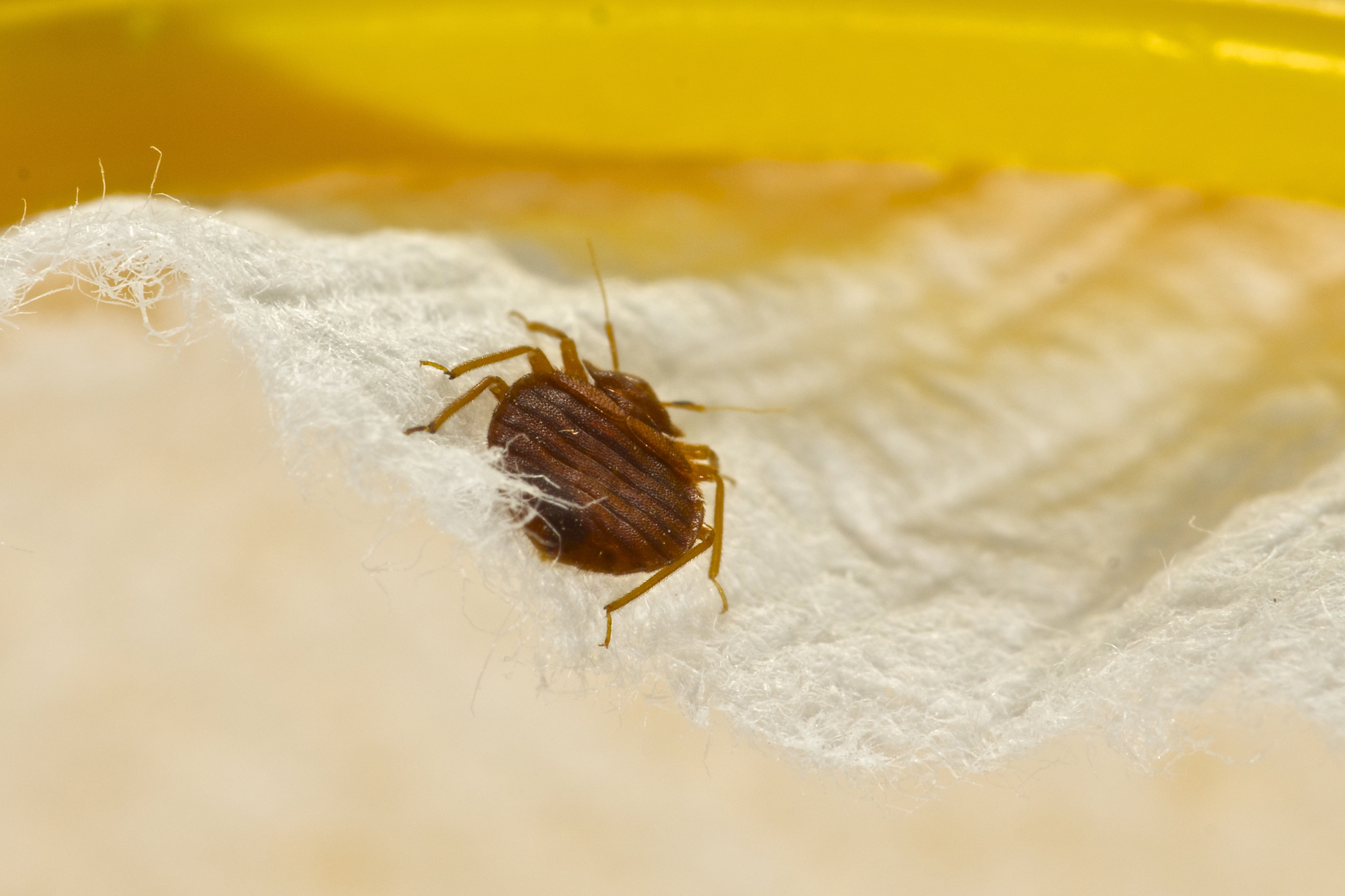 What You Need To Know About Bed Bug Control - Cox Termite & Pest ...