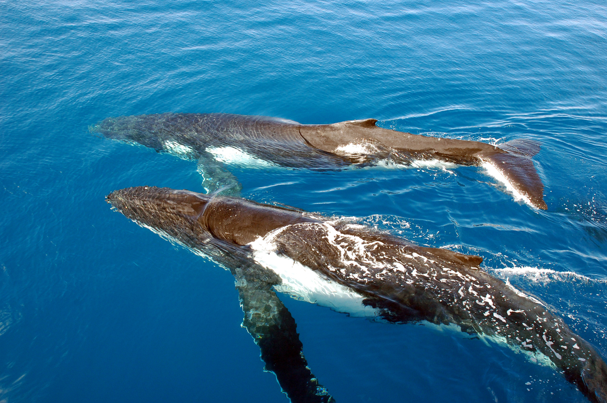 A Guide to Hawaii's Humpback Whale Watching Season - EŌ Wai'anae Tours