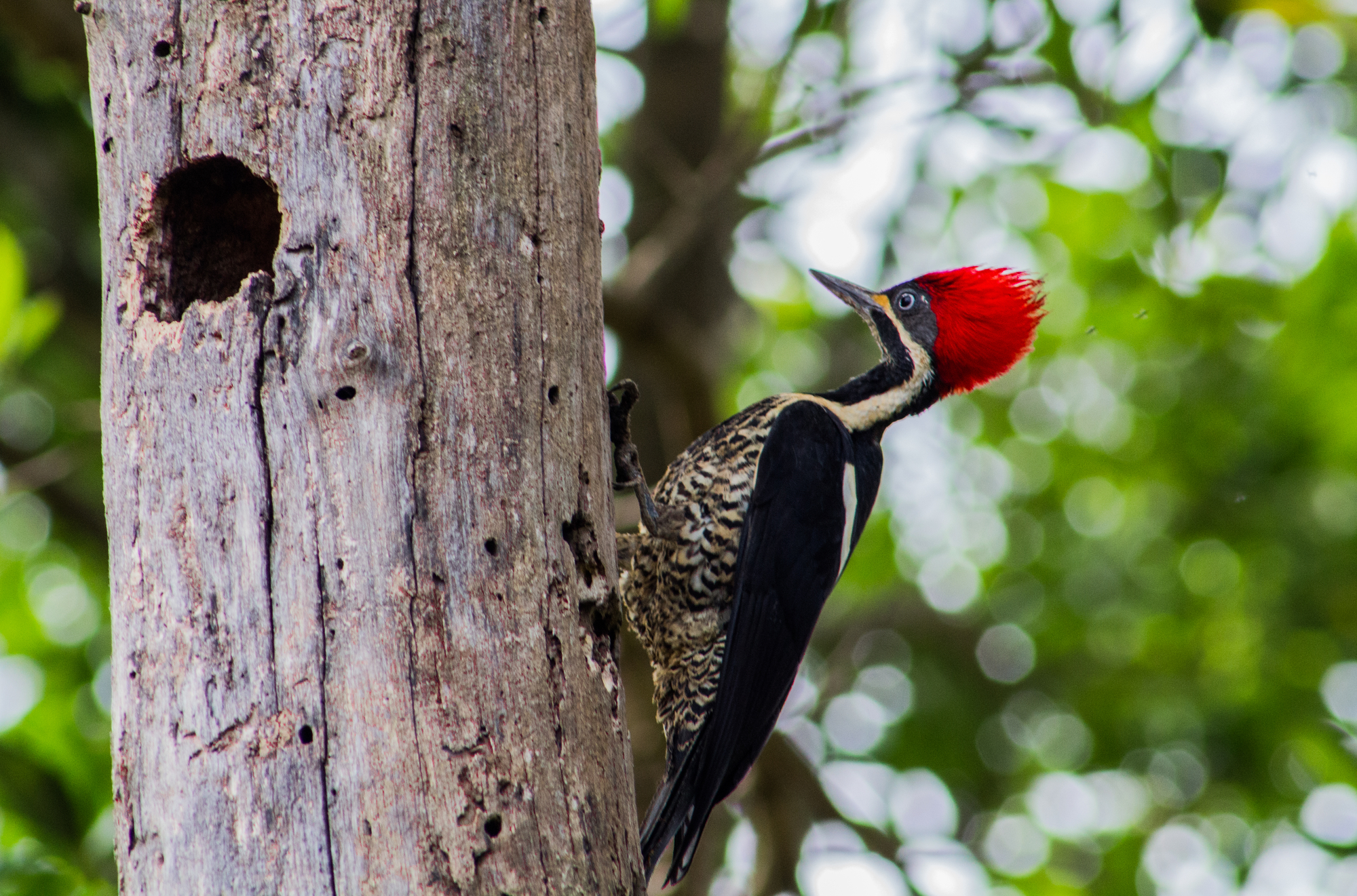 3-endangered-species-found-in-arkansas-neeley-forestry-service