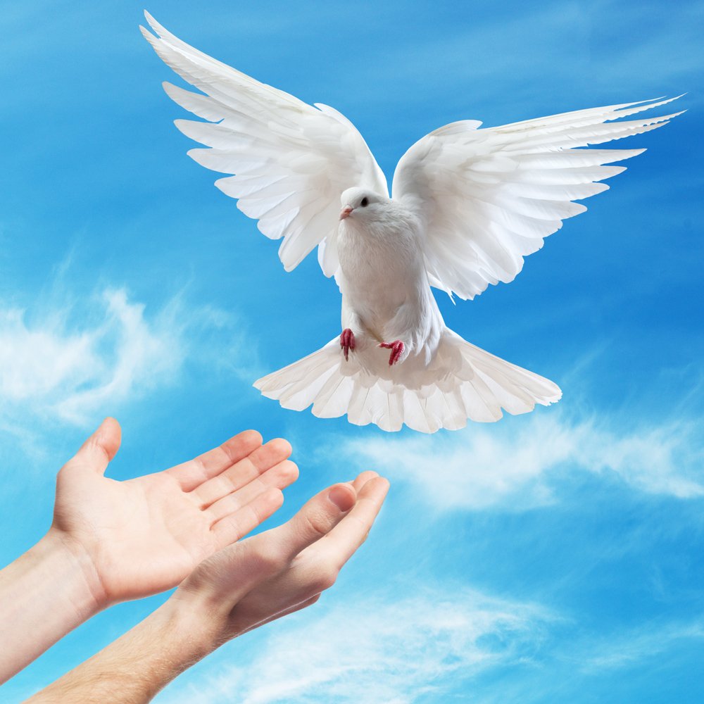 3 Occasions Perfect For A Dove Release Ceremony A Sign Of Peace