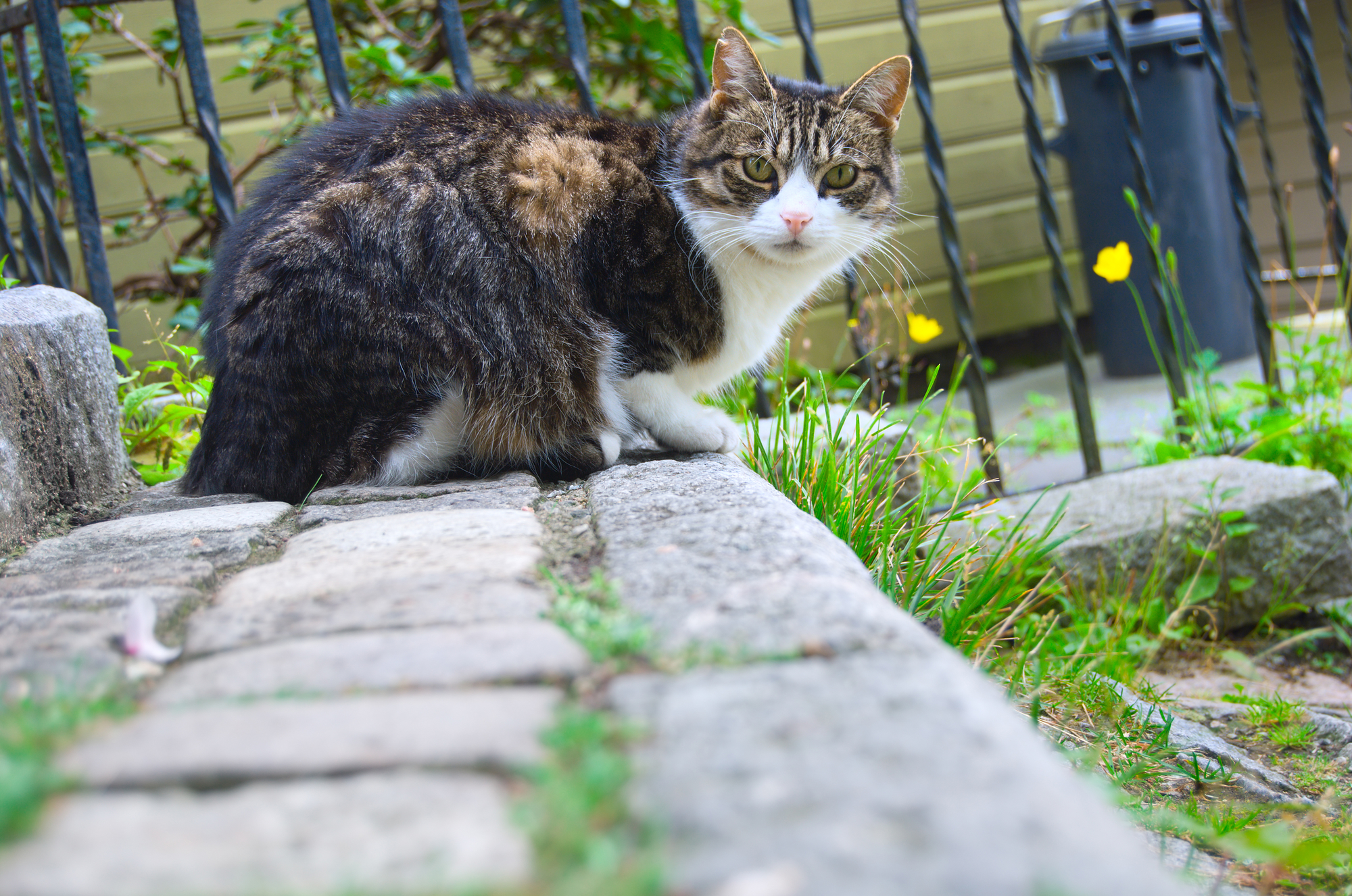 what-is-the-difference-between-stray-feral-cats-nutmeg-spay-neuter