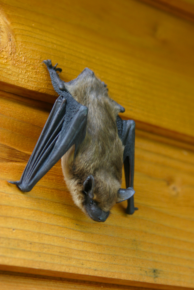 How To Attract Bats To Garden Getting Rid Of Bats How To Attract Bats Bats In Attic