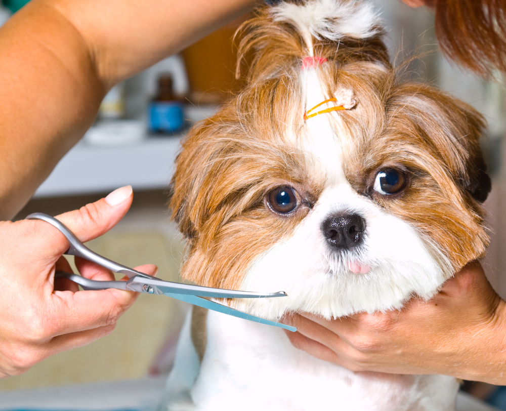 dog grooming brush long hair