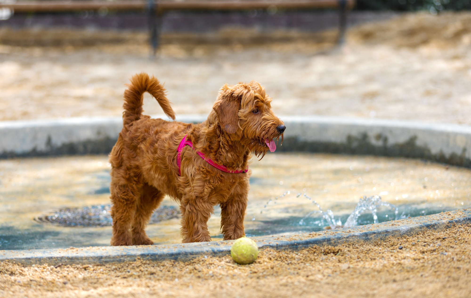 A Guide To Dog Grooming For Goldendoodles Clippet Pet Salon