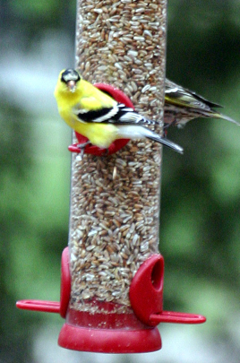 Nutrasaff Safflower Birds Love It Squirrels Don T Wild Bird