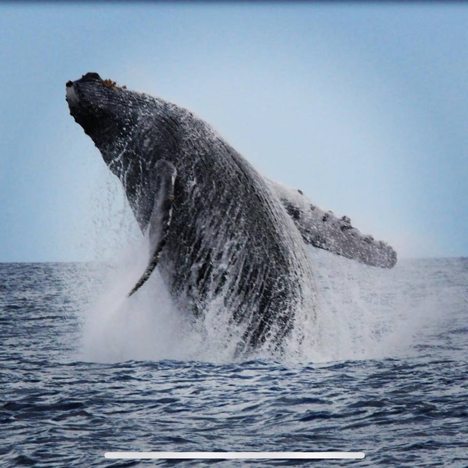 3 Fun Facts for Humpback Whale Watching Season - Sea Maui - Lahaina ...