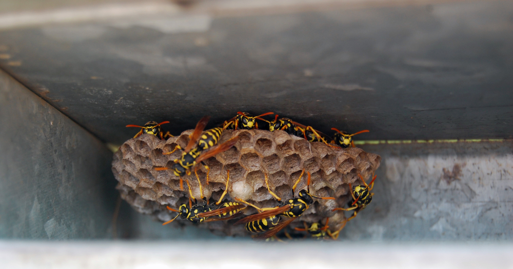 Pictures Of Wasps Yellowjackets And Hornets | Mice