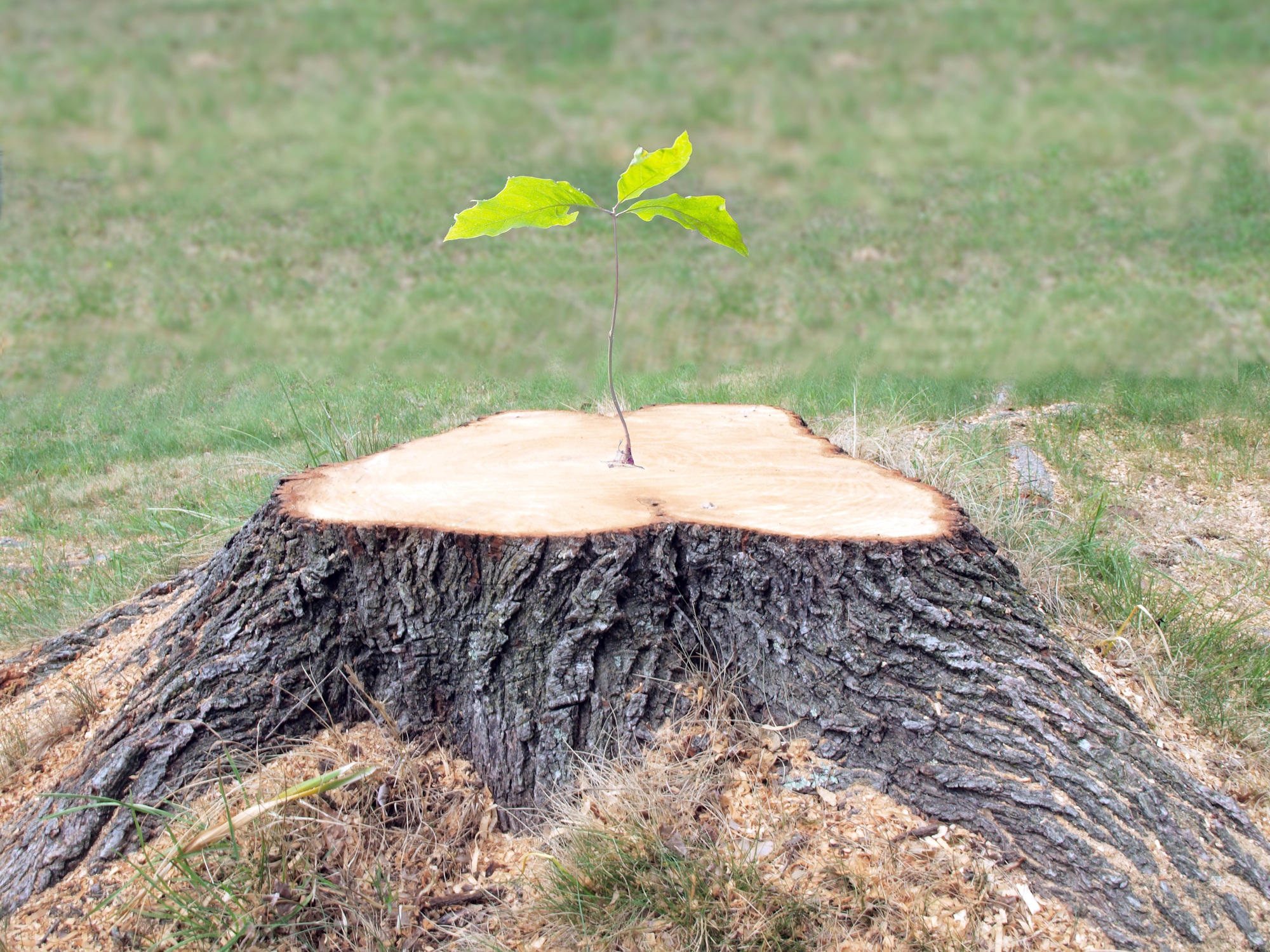 Will A Tree Regrow From A Stump Sherwoods Tree Service Honolulu Nearsay