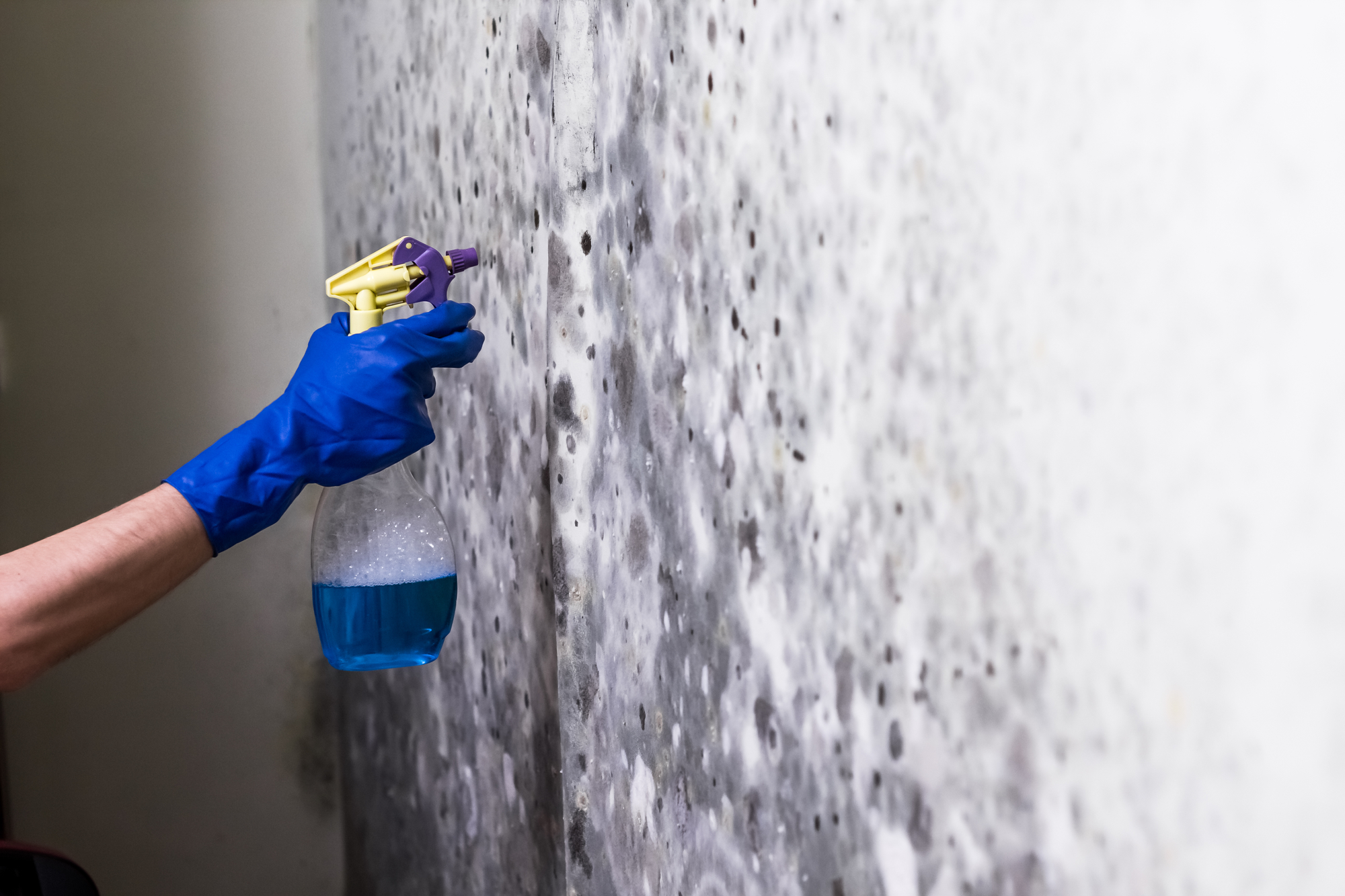 Cleaning the mold in the walls