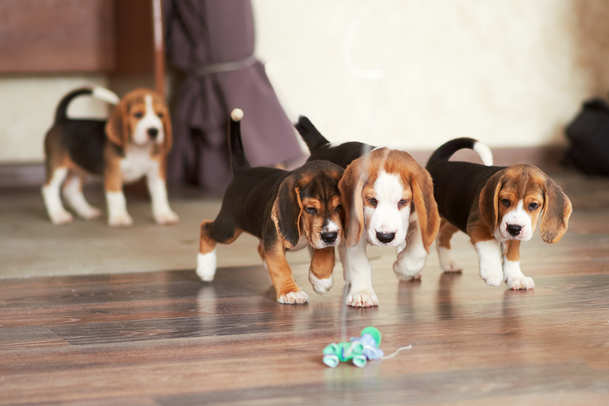 5 Ways To Avoid Scratches From Your Dog On Hardwood Flooring