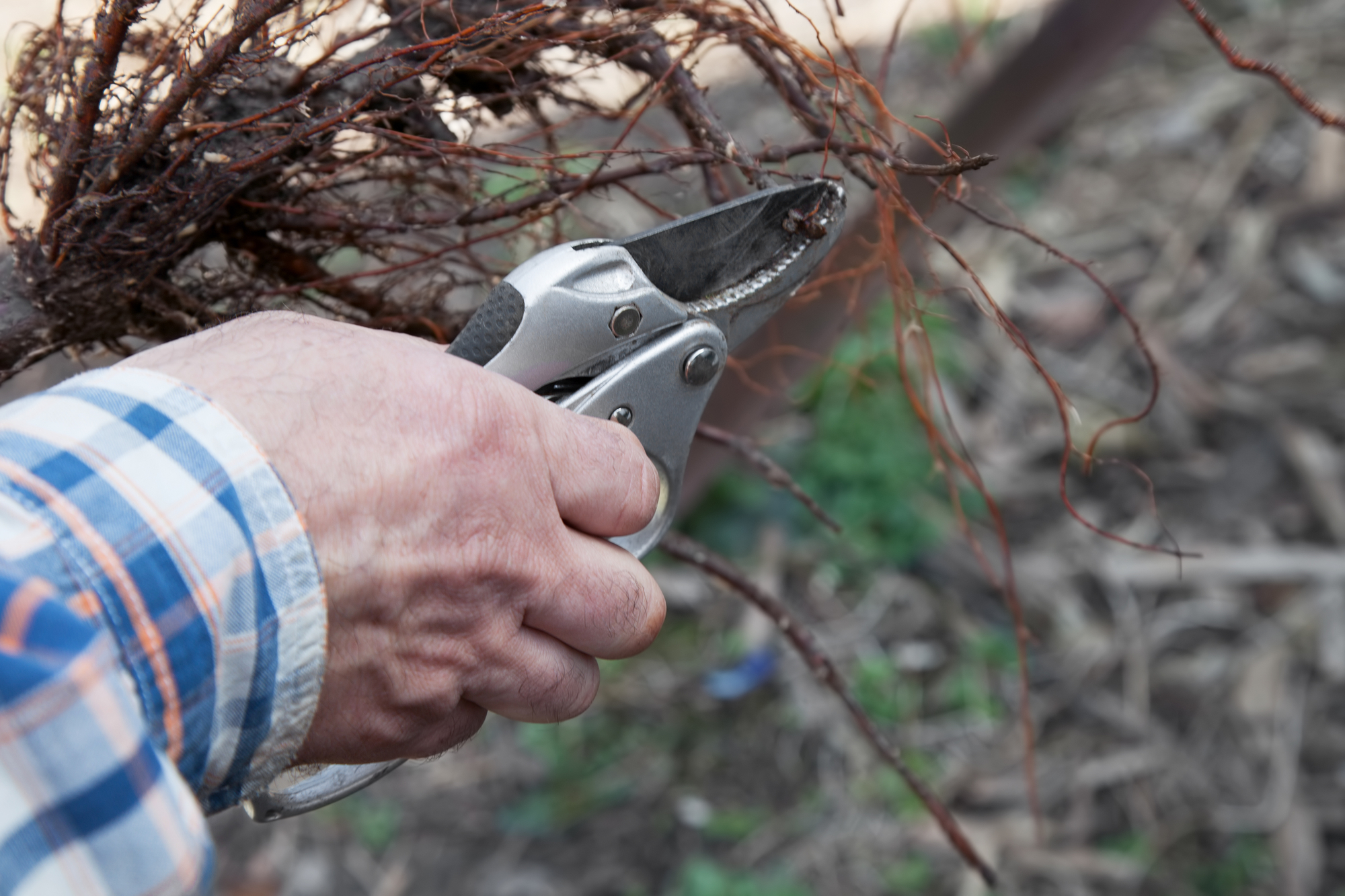 what-is-root-pruning-lpn-landscaping-tree-service-llc