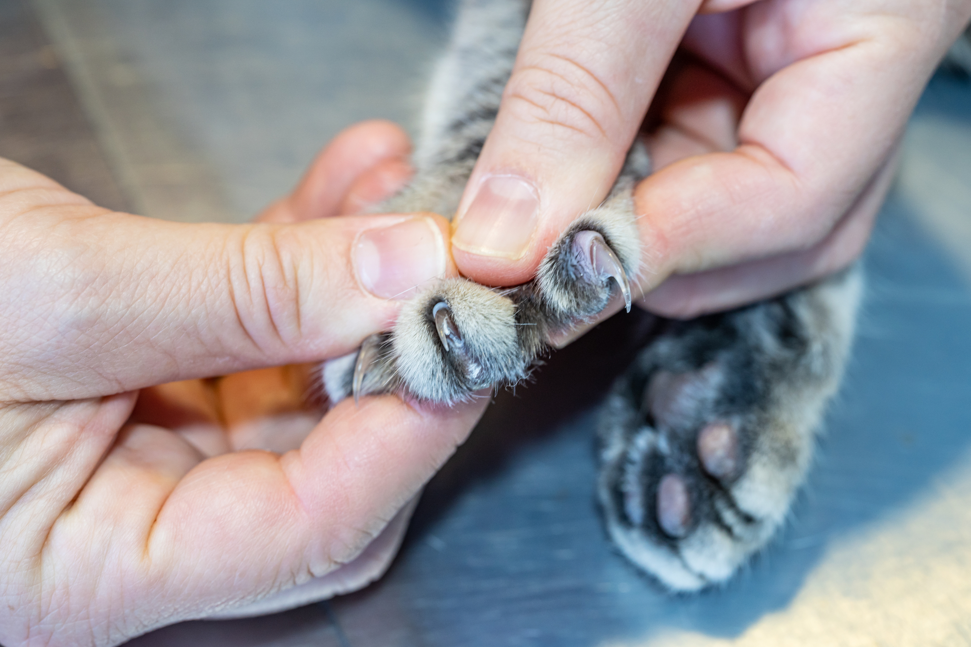 5-tips-for-trimming-cat-claws-west-pine-animal-hospital