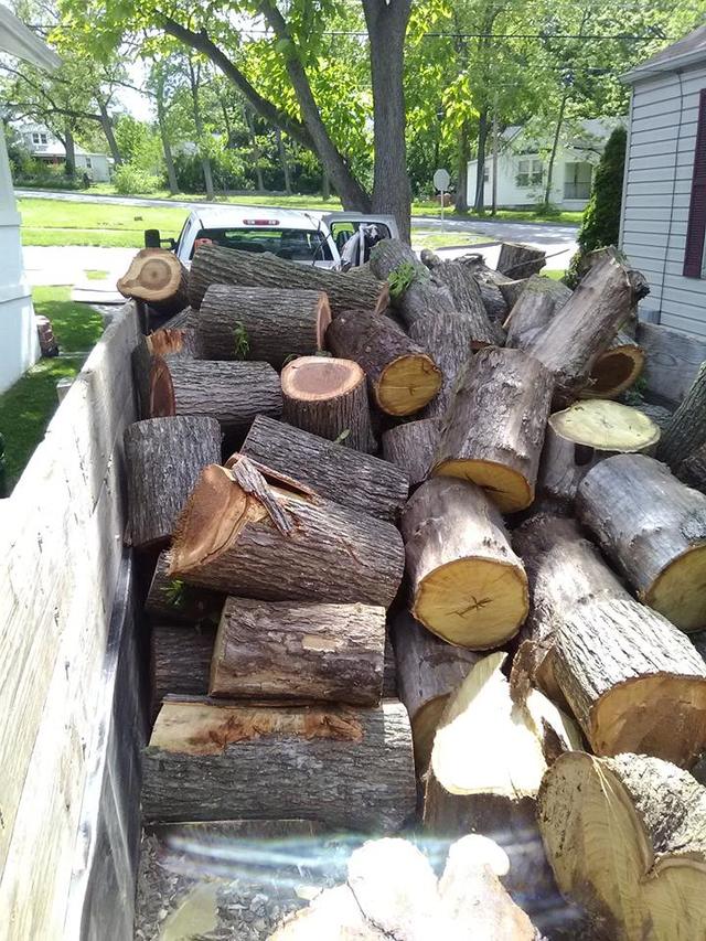 Can Dead Trees Be Salvaged For Firewood Allan Tree Service Inc