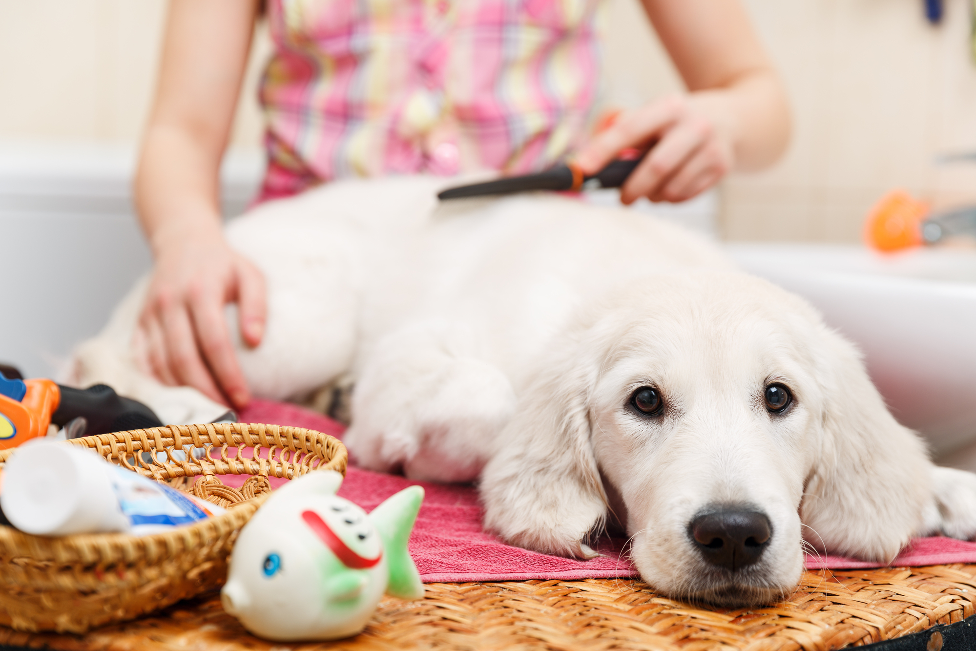 pet grooming hours