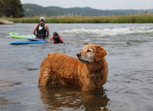 5 Etiquette Tips When Staying In A Pet Friendly Cabin American