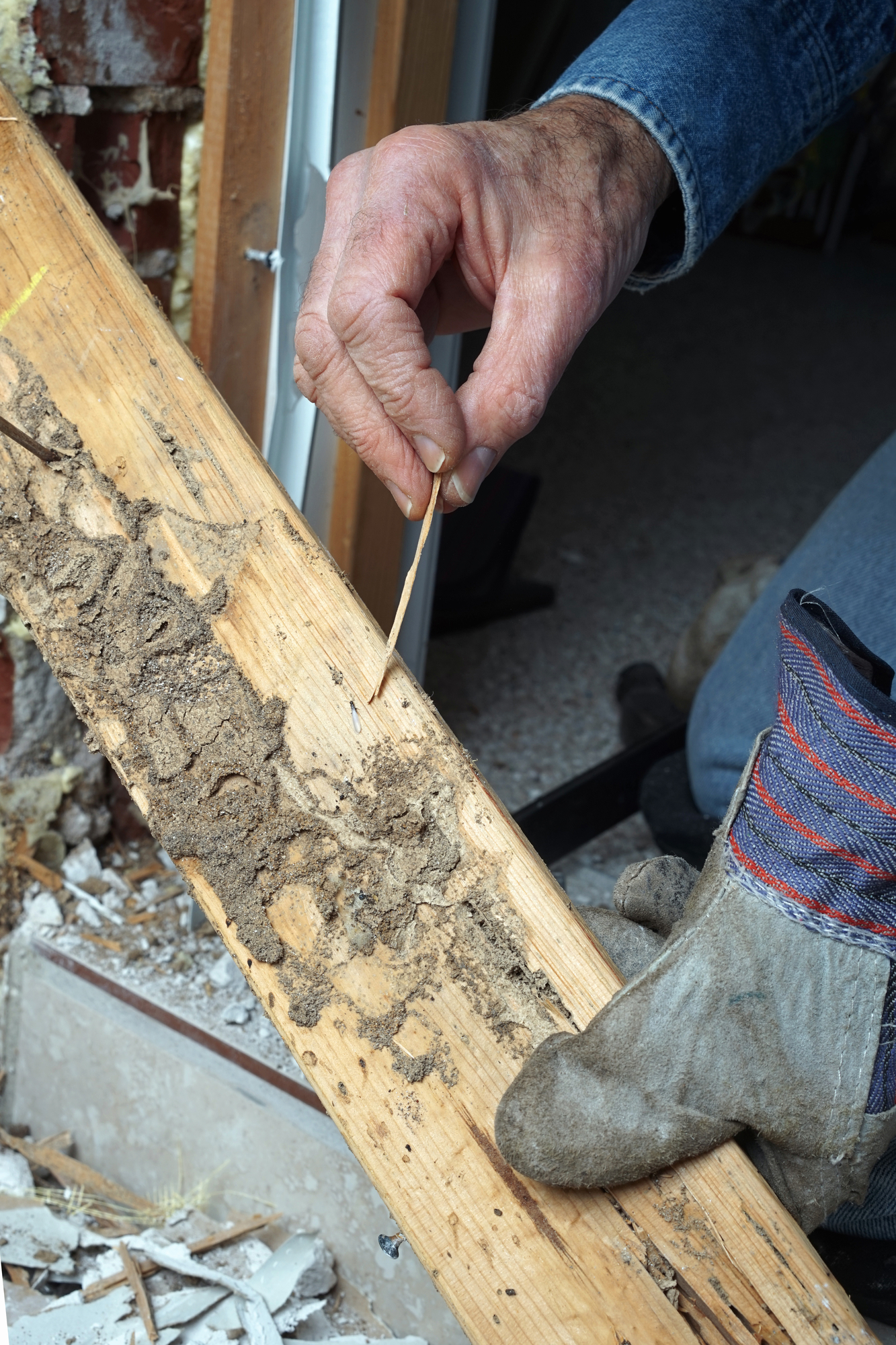 3 Tips For Keeping Termites Out Of Your Home Bugout Termite And Pest