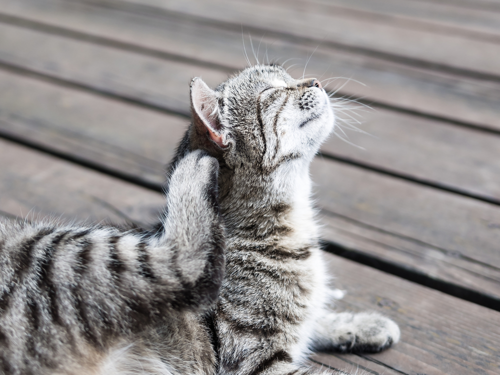 3 Ear Problems That Affect Cats - Veterinary Dermatology ...
