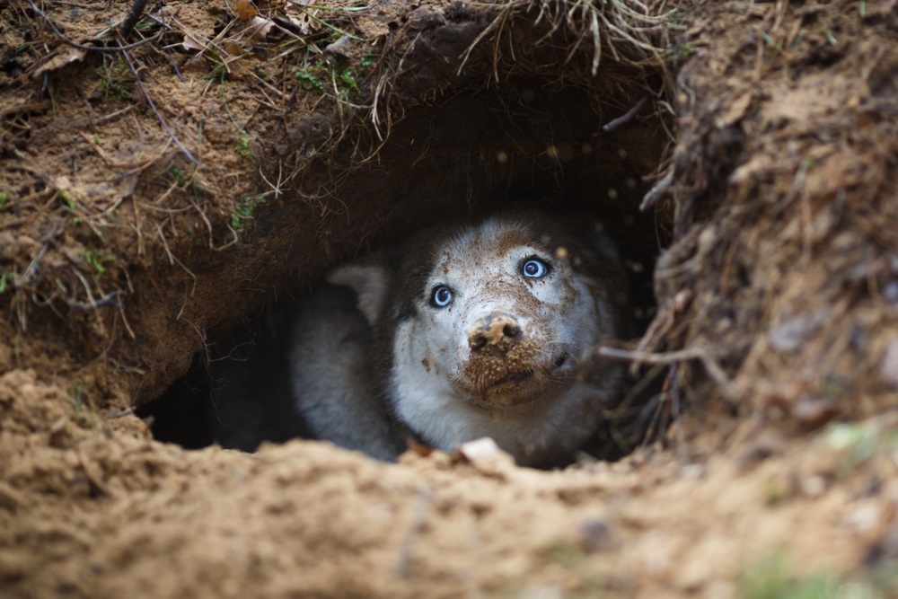 5 Fencing Supplies & Tricks to Keep Your Dog in Your Yard - General