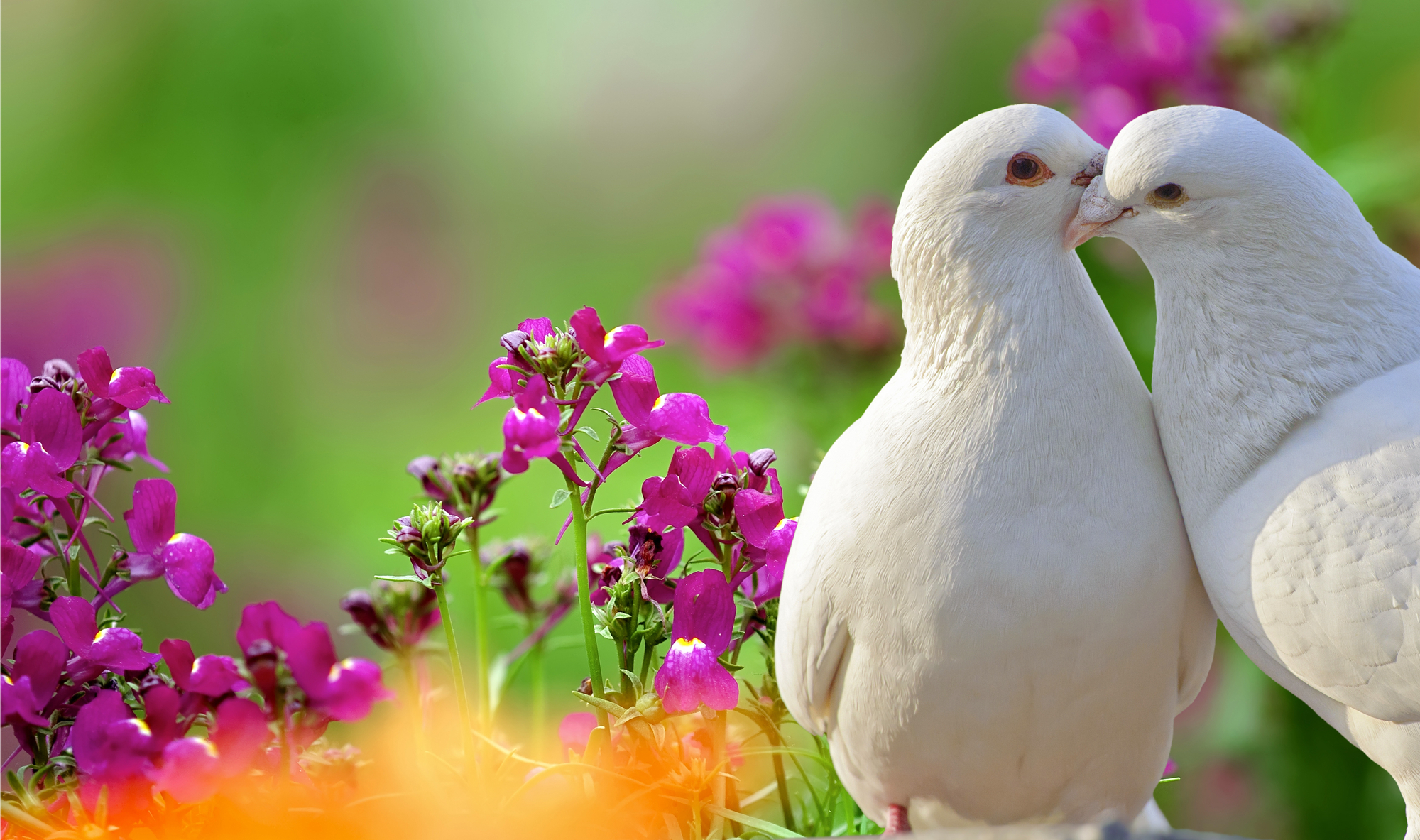 4-meaningful-reasons-to-stage-a-wedding-dove-release-a-sign-of-peace