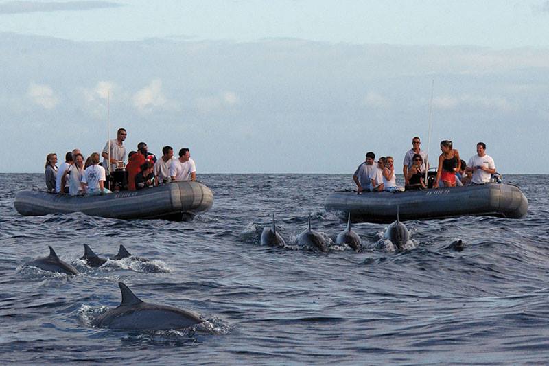Whale Watching Season Is Approaching! Reserve Your Tour Now - Kauai Sea