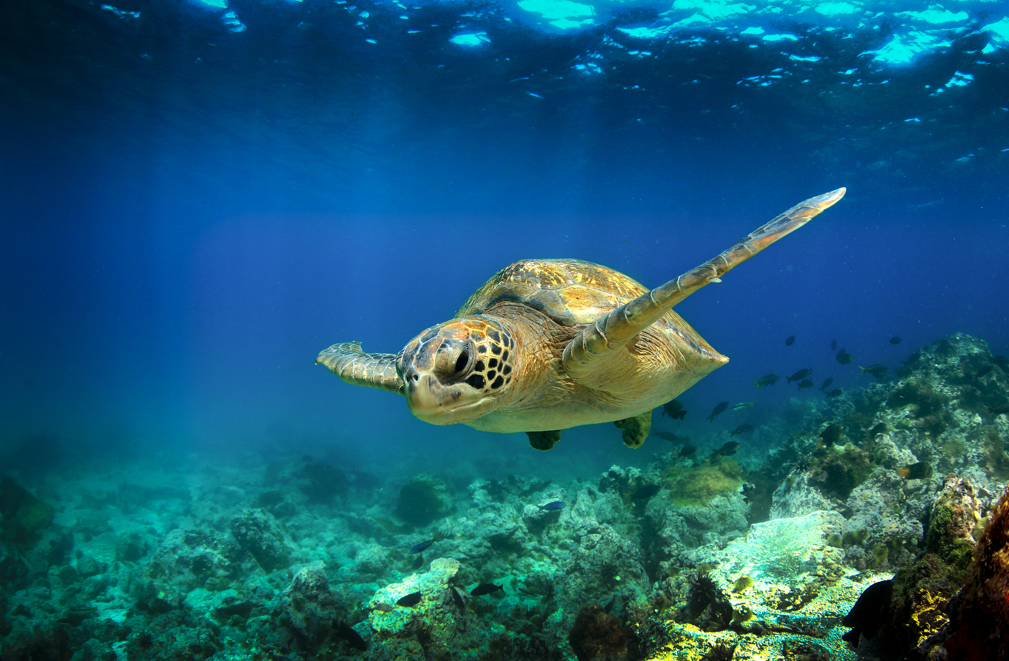 Eco Tour Experts Share Hawaii’s Most Endangered Species - Ocean Joy