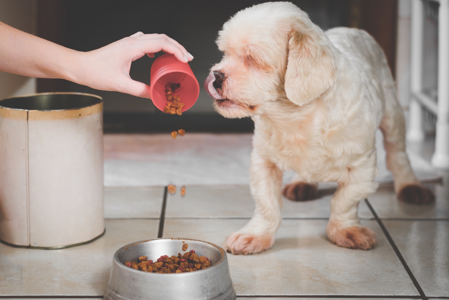 A Guide to the Benefits of Grains in Dog Food The Pet Hale Ewa