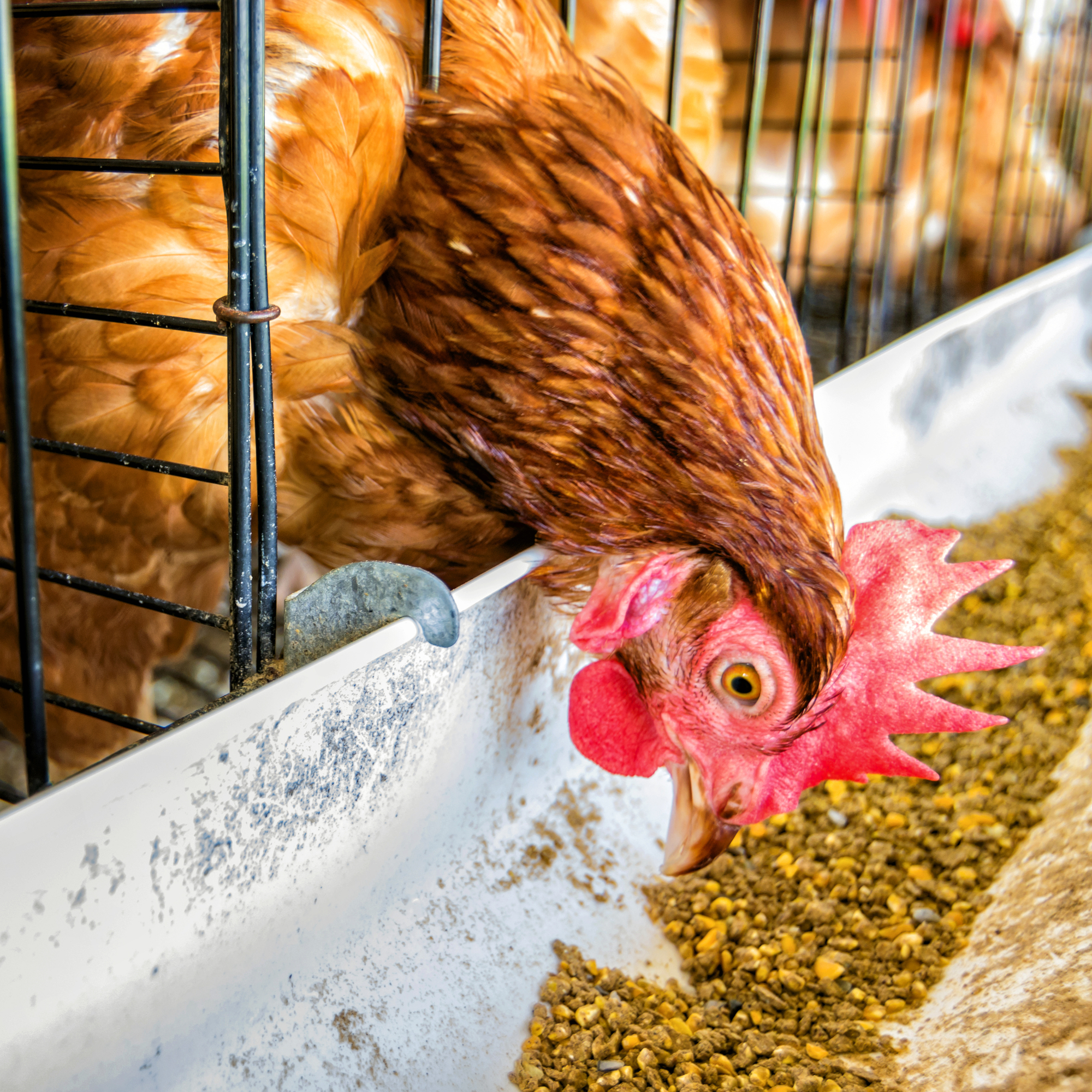 3 Types of Livestock Feed - Gregg Farm Services - Whiteville | NearSay