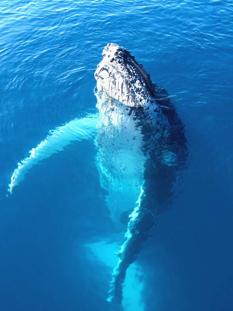 What You Need to Know About Hawaiian Humpback Whales - AA Oceanfront