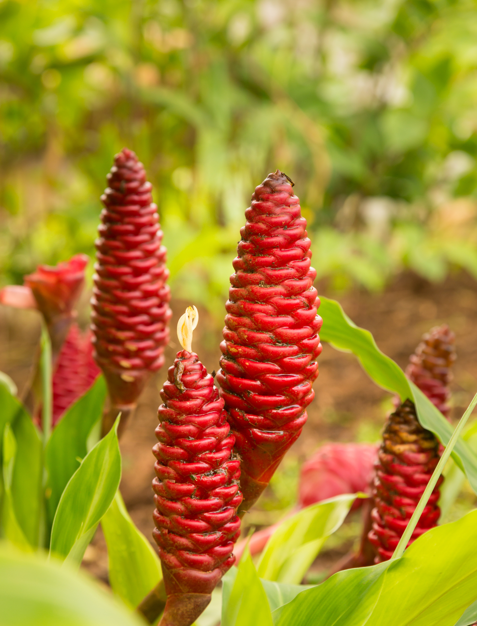 3-benefits-of-using-native-hawaiian-plants-in-your-landscaping-hui-k