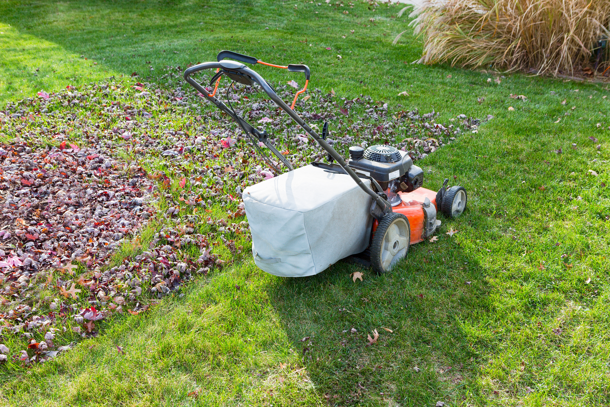 why-should-you-remove-leaves-from-your-lawn-before-winter-stanly