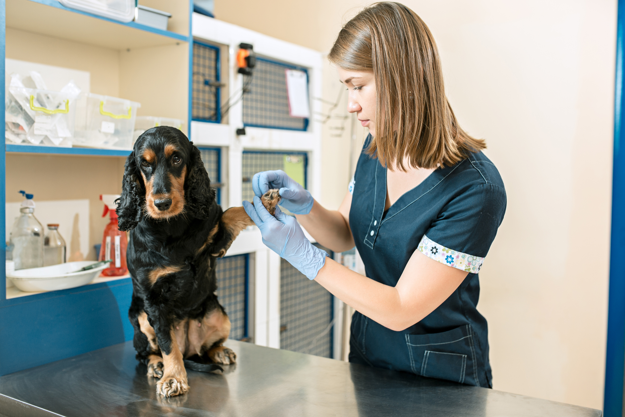 Pet Hospital Explains the Cost of Prevention vs ...