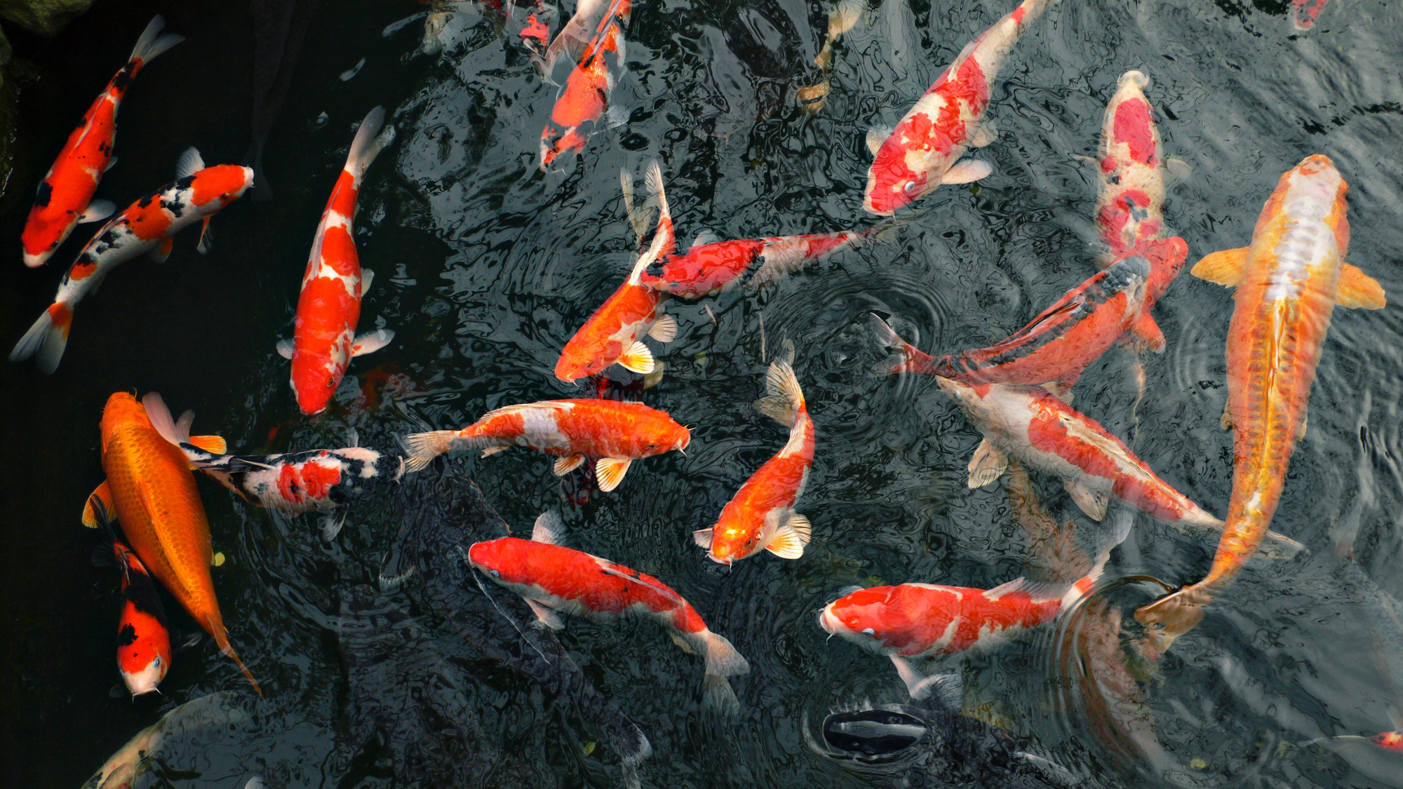 4 Types of Fish That Are Ideal for Your Outdoor Pond - Clearly Aquatics 