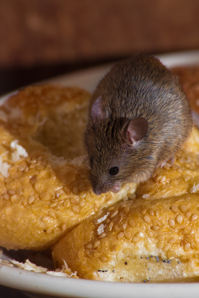 5 Signs You May Need Rodent Control Monmouth Termite Pest