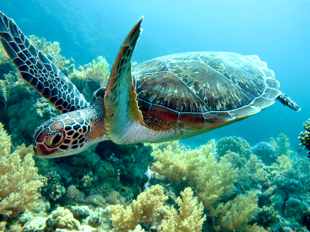 How Long Can Sea Turtles Hold Their Breath Underwater