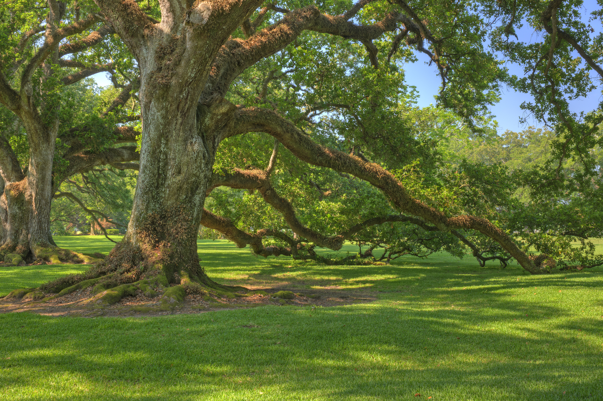 Celebrating Georgia s State Tree The Southern Live Oak Casey Tree 