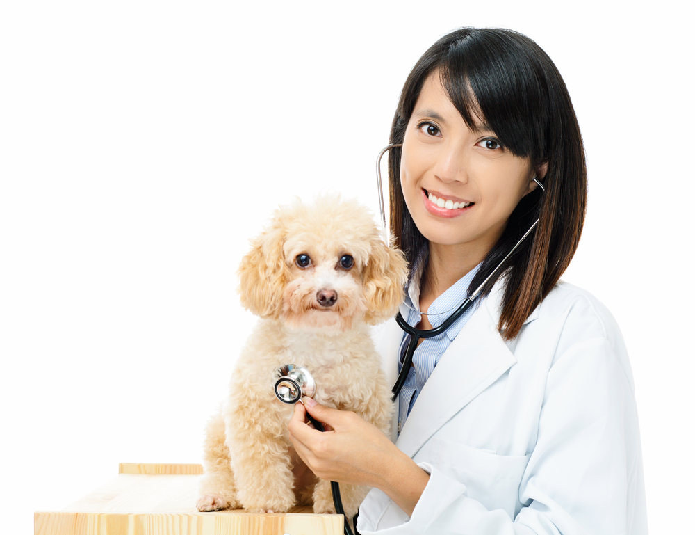 5 Qualities Of Good Veterinarian Jacksonville Cabot Veterinary Clinic