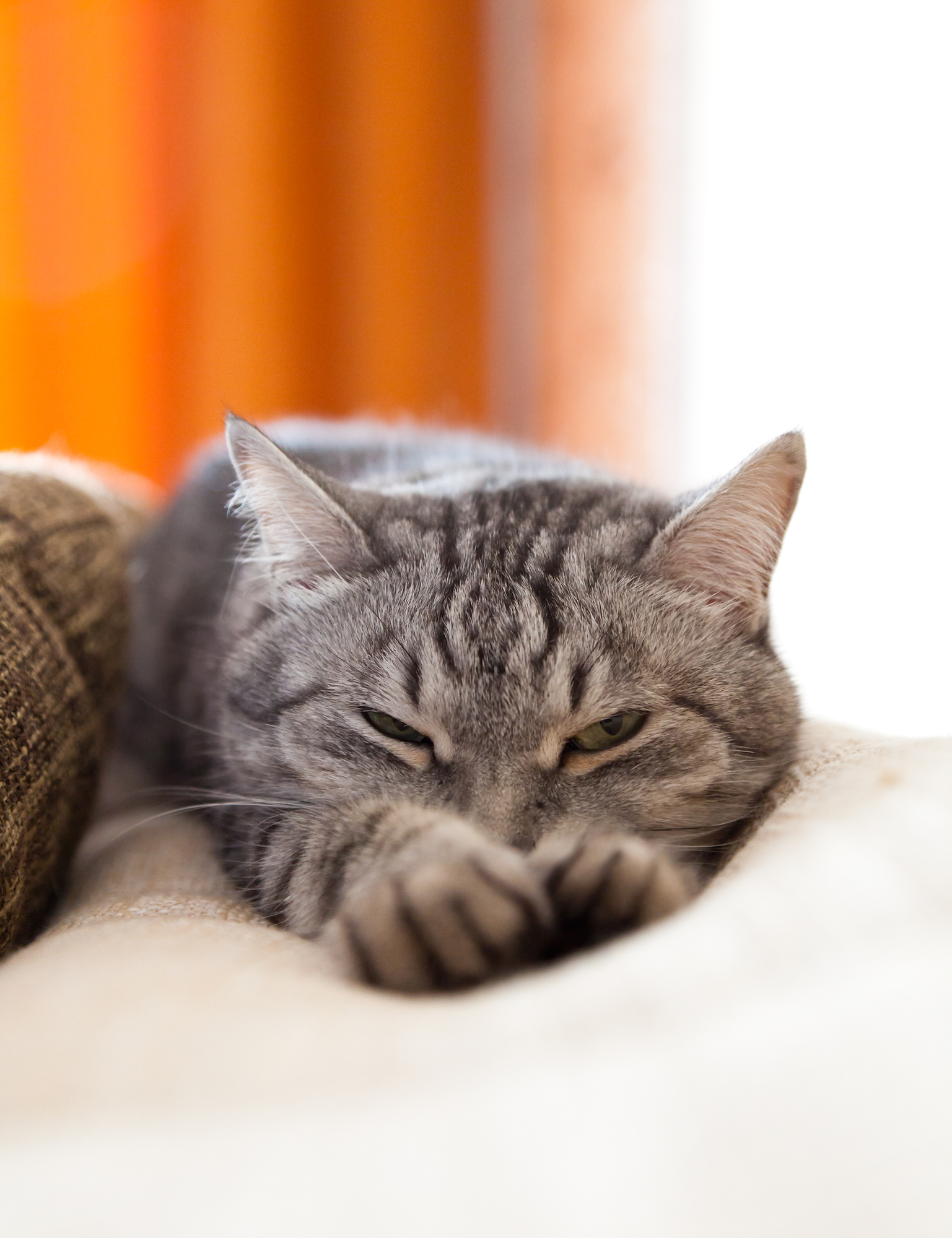 When Does Cat Vomiting Indicate a Problem? West Pine Animal Hospital